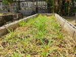 โครงการโรงเรียนพอเพียงท้องถิ่นปลูกผักรักษ์โลก โรงเรียนเทศบาล